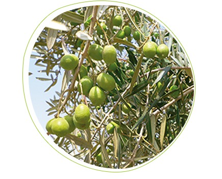 Feromoni contro il verme dell’oliva