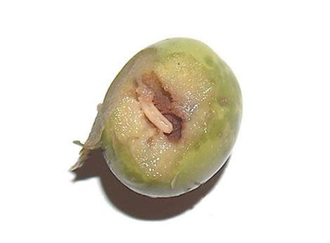Verme dell’oliva 