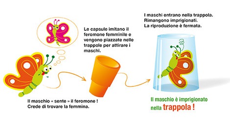 Trappola a feromoni