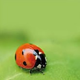 Coccinella a 7 punti