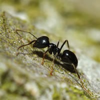 Nematodi contro le formiche