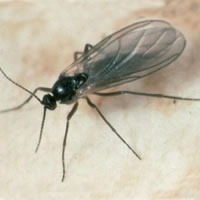 Nematodi contro i mosche dei terricci