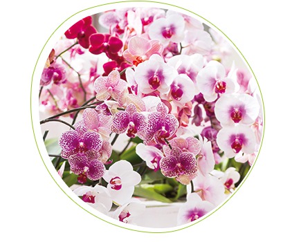 Orchidee