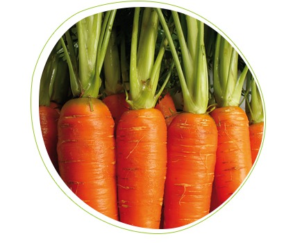 Feromoni contro il verme della carota