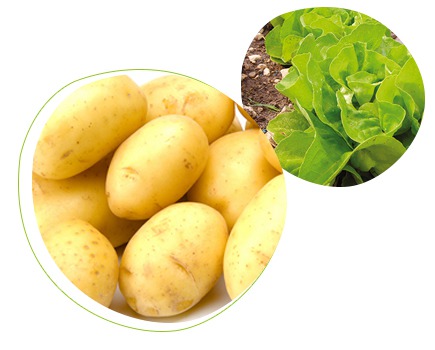 Feromoni contro il verme della patata, dell’insalata e delle colture trapiantate