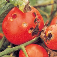 Feromoni contro la falena del pomodoro