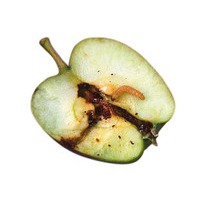 Feromoni contro il verme della mela, pera e noce
