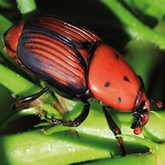 Feromoni contro il punteruolo rosso  della palma