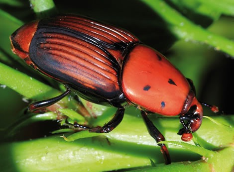 Punteruolo rosso della palma